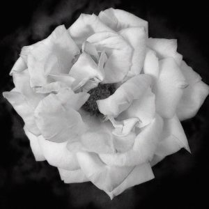 Product Image: Rosa Sunsprite / B&W