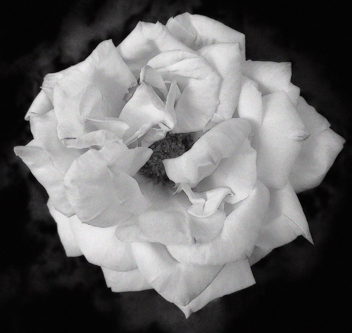 Santa Fe Marketplace Rosa Sunsprite / B&W Product Image: Rosa Sunsprite / B&W