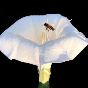 Product Image: Datura & Bee