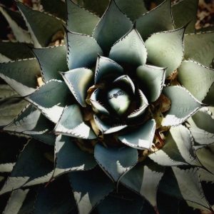 Product Image: High Desert Cacti