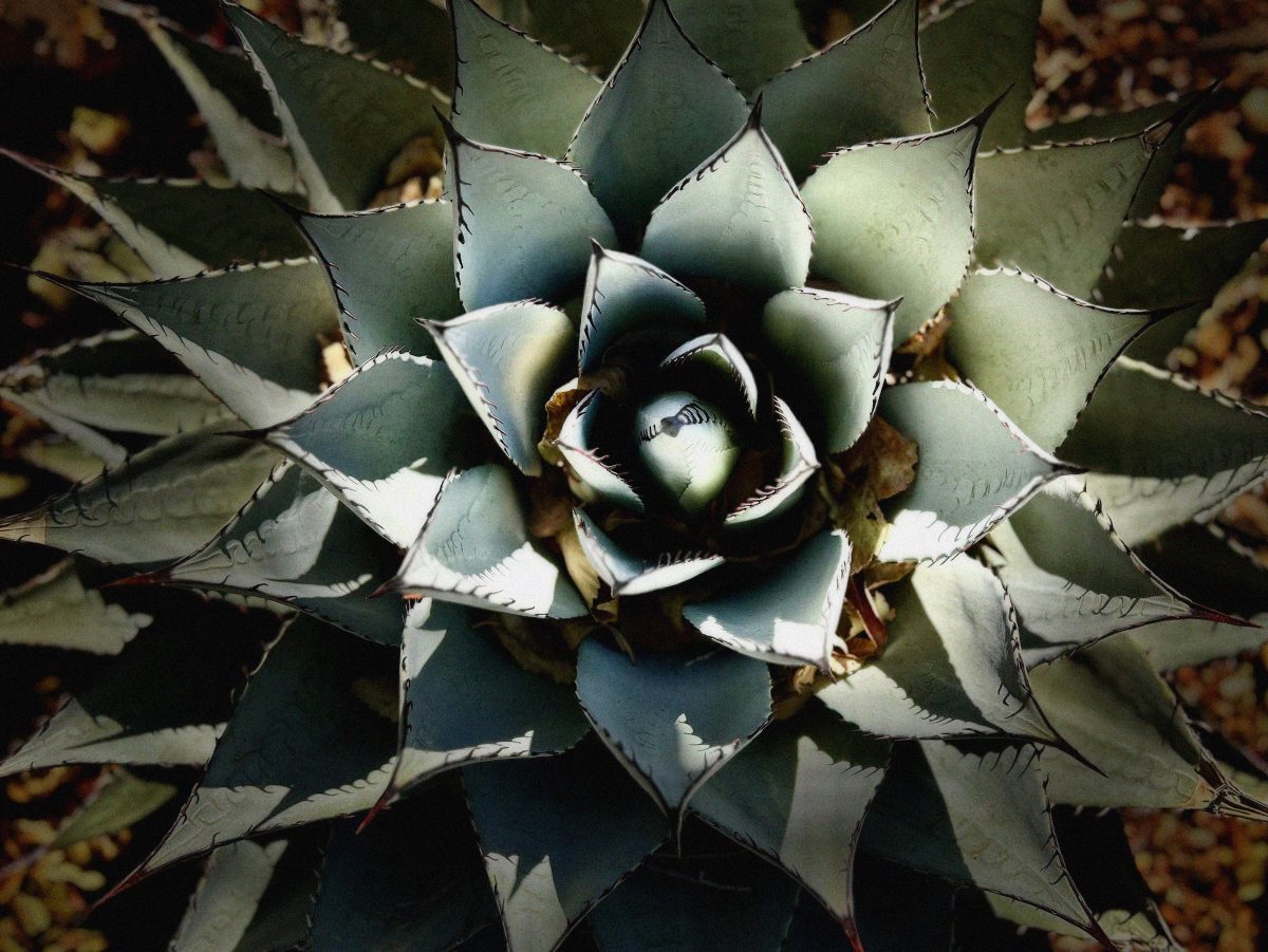 Santa Fe Marketplace High Desert Cacti Product Image: High Desert Cacti