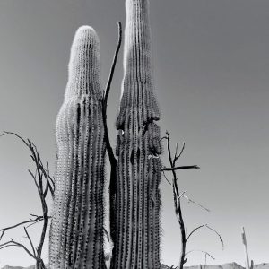 Product Image: Adolescent Saguaros / B&W