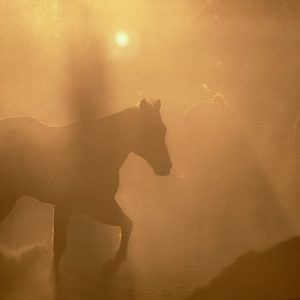 Product Image: Horse Silhouette Through the Dust