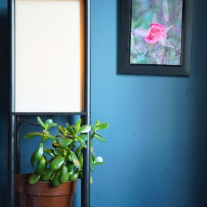 Santa Fe Marketplace New Bloom Product Image: New Bloom